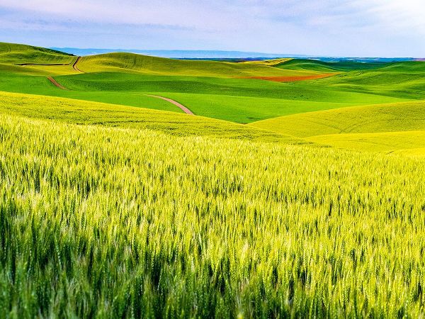 Gulin, Sylvia 아티스트의 USA-Washington State-Palouse overview of wheat fields from above작품입니다.